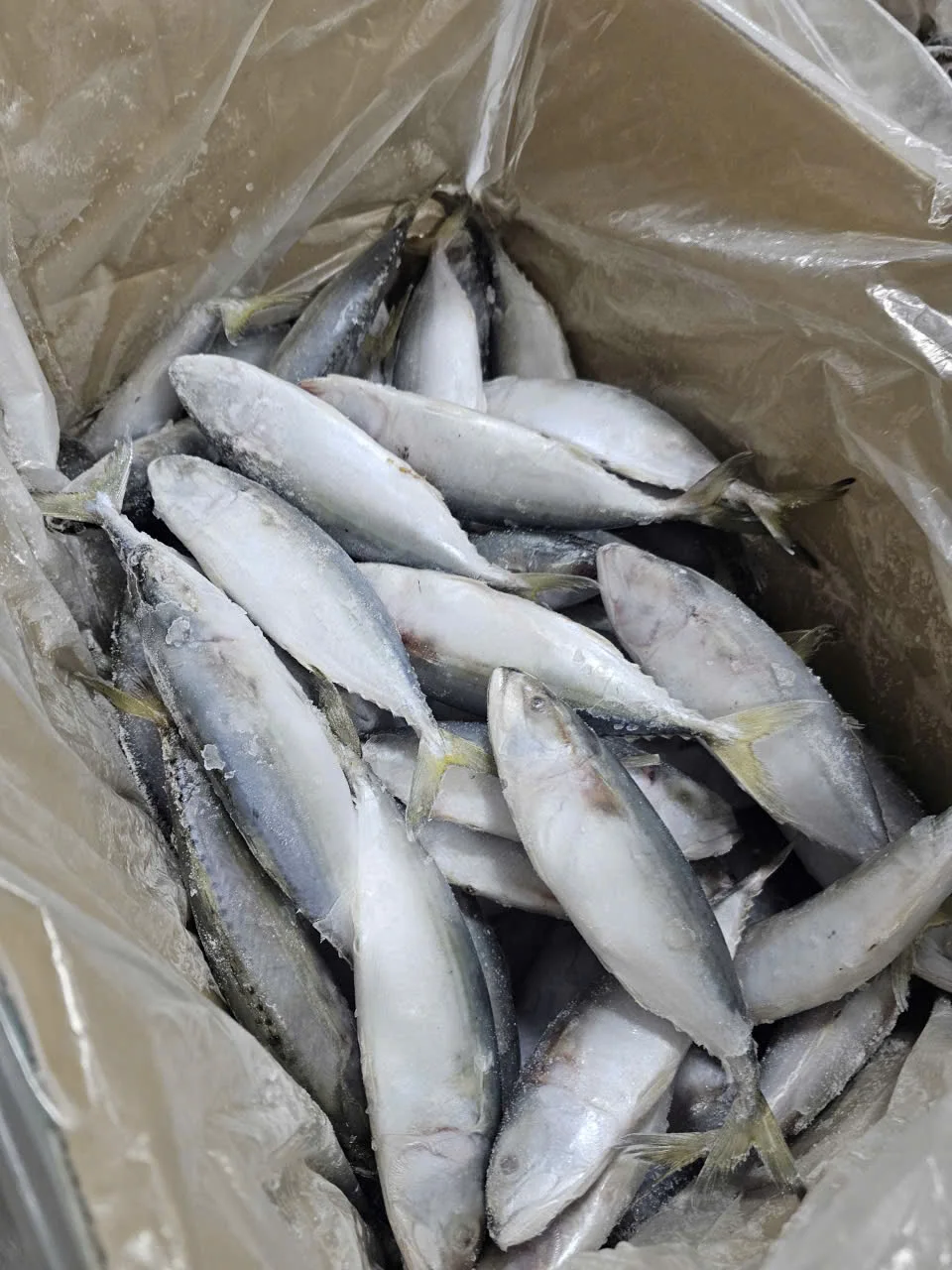 Cá bạc má — hình ảnh thực tế