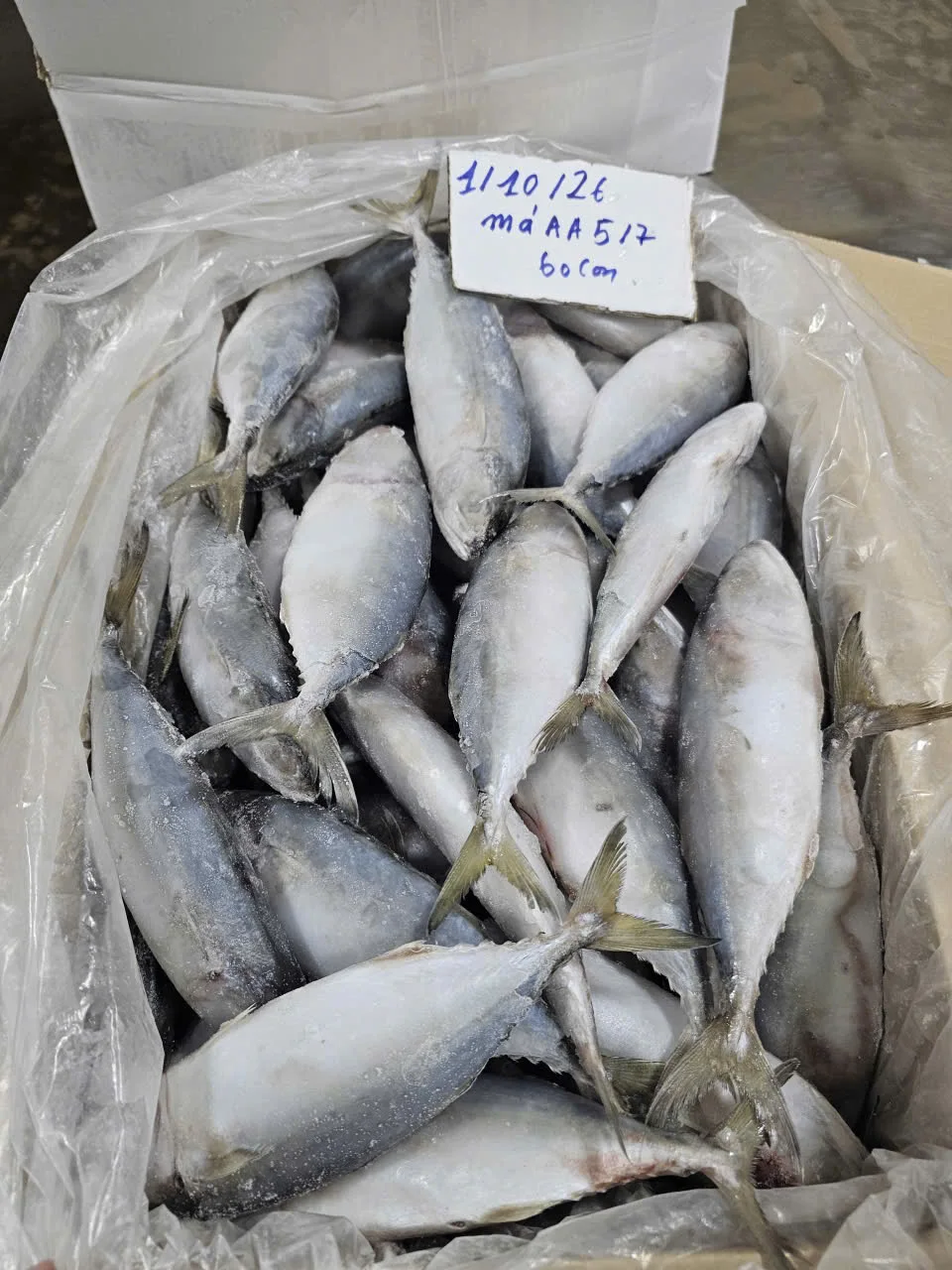 Cá bạc má — hình ảnh thực tế