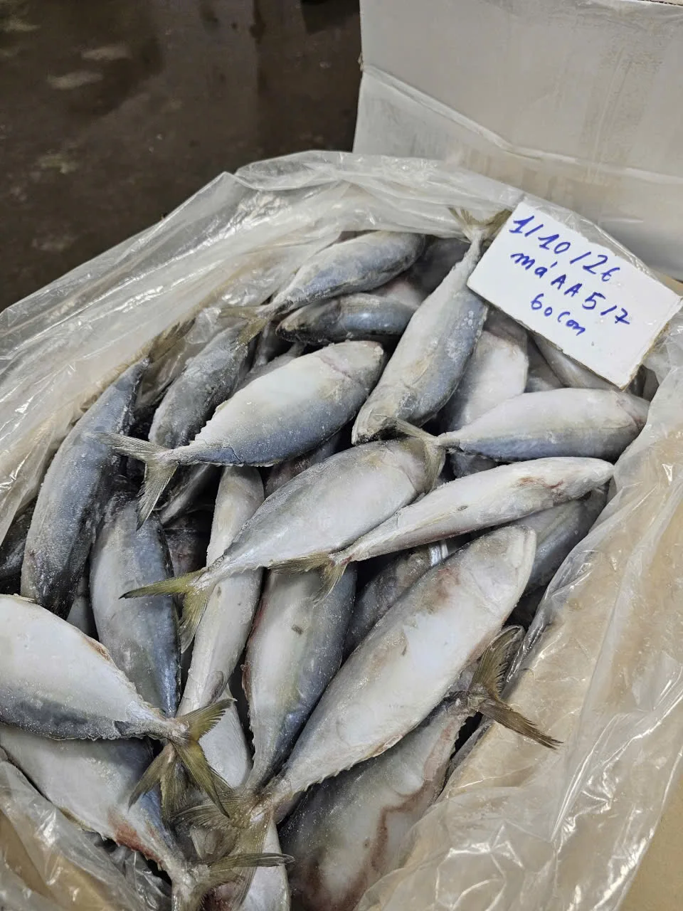 Cá bạc má — hình ảnh thực tế