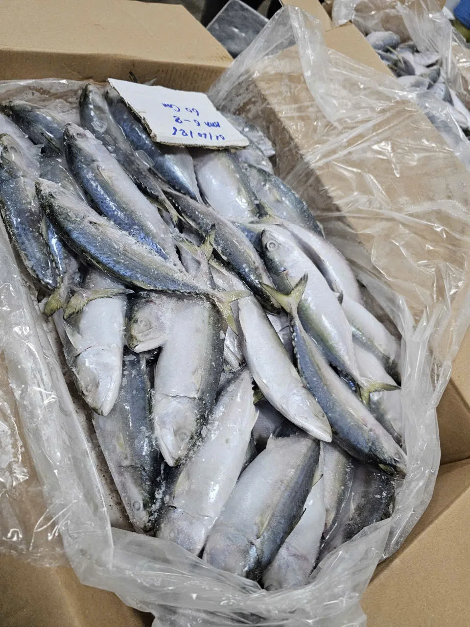 Cá bạc má — hình ảnh thực tế