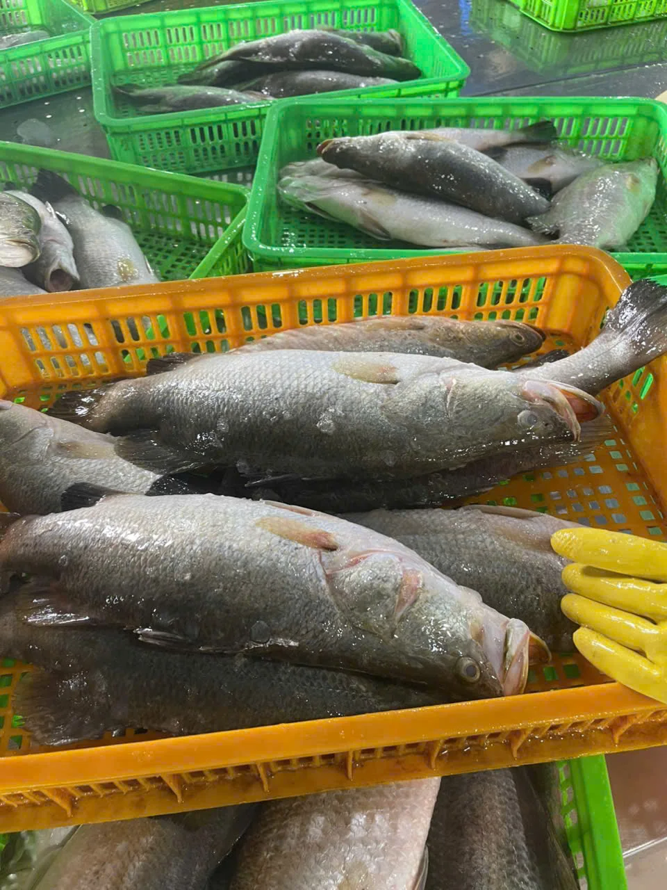 Cá chẽm — hình ảnh thực tế