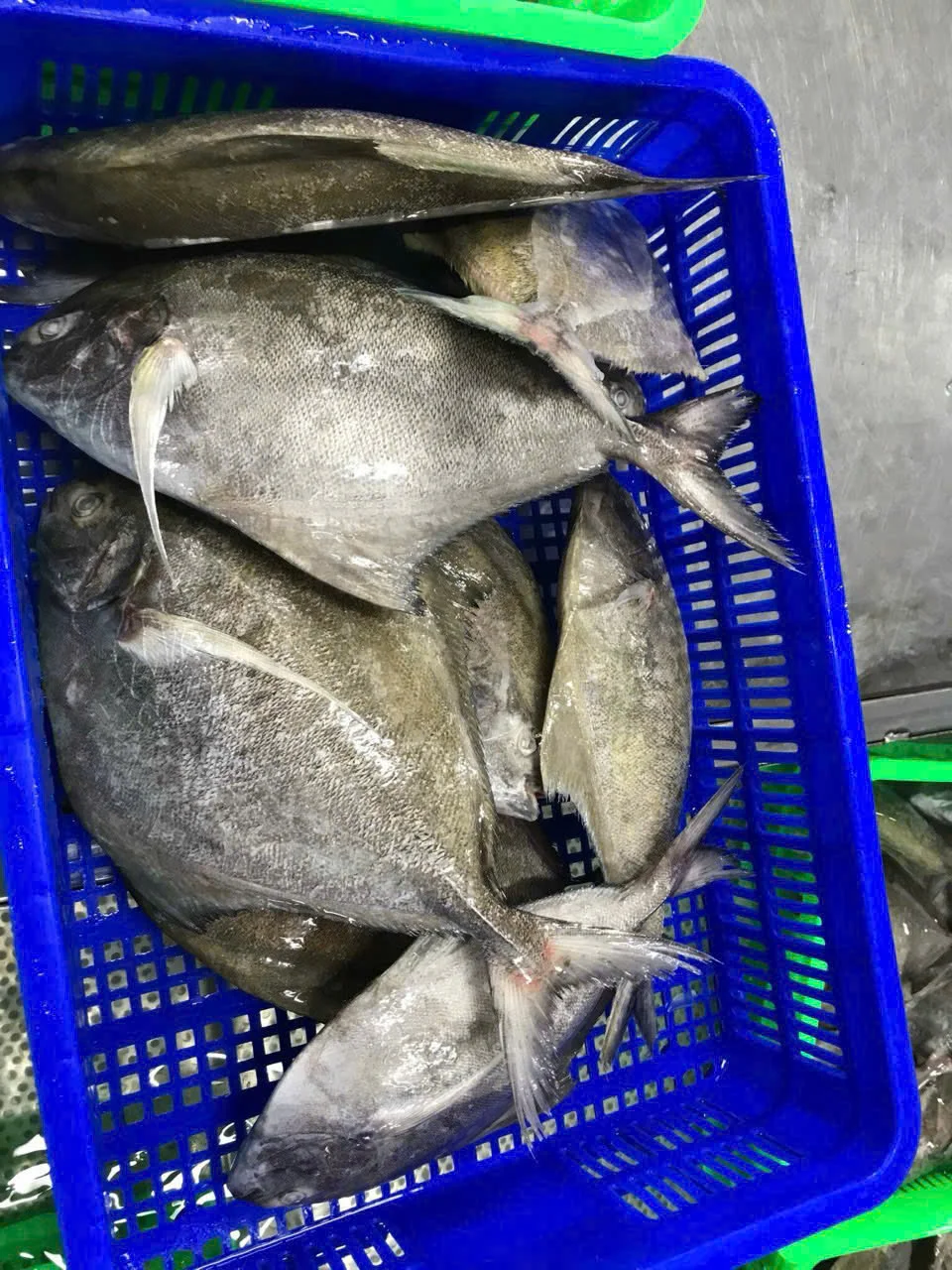 Cá chim đen — hình ảnh thực tế