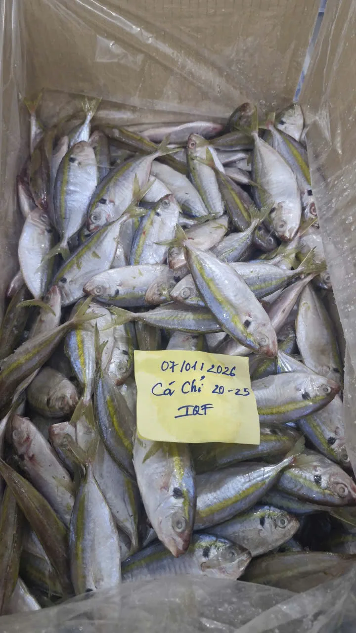 Cá liệt chỉ vàng