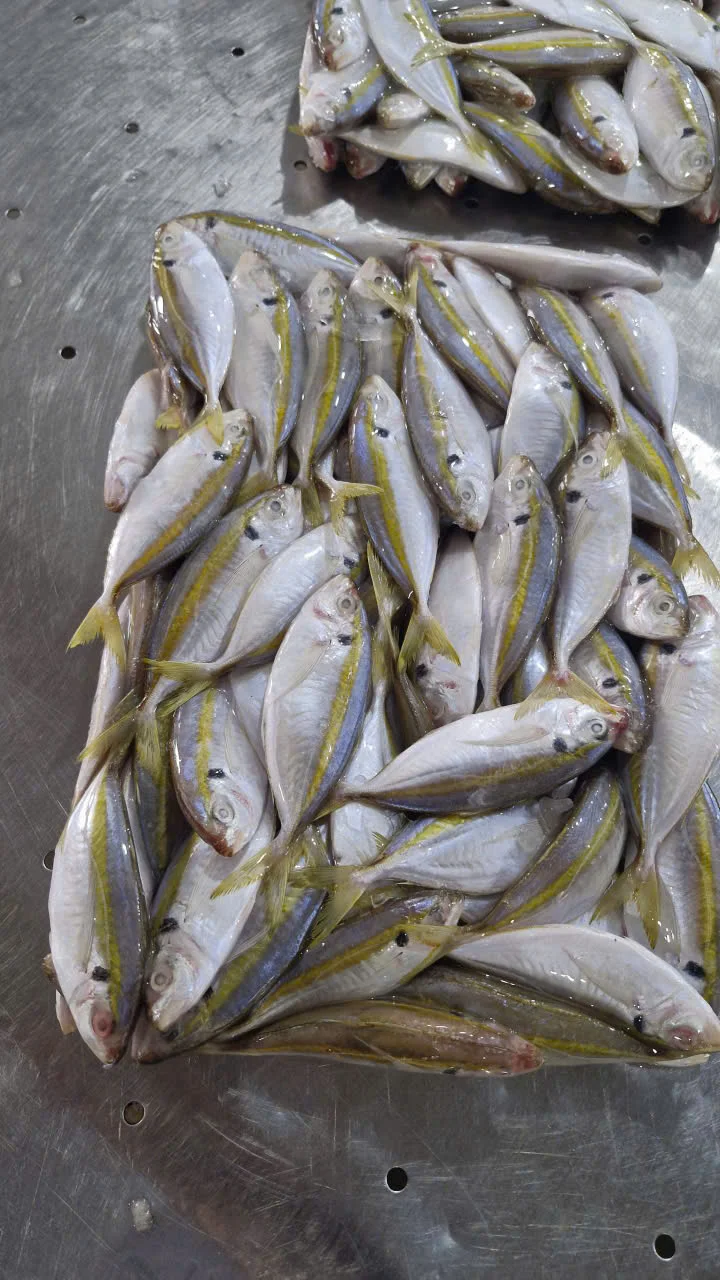 Striped Pony Fish — actual product photo