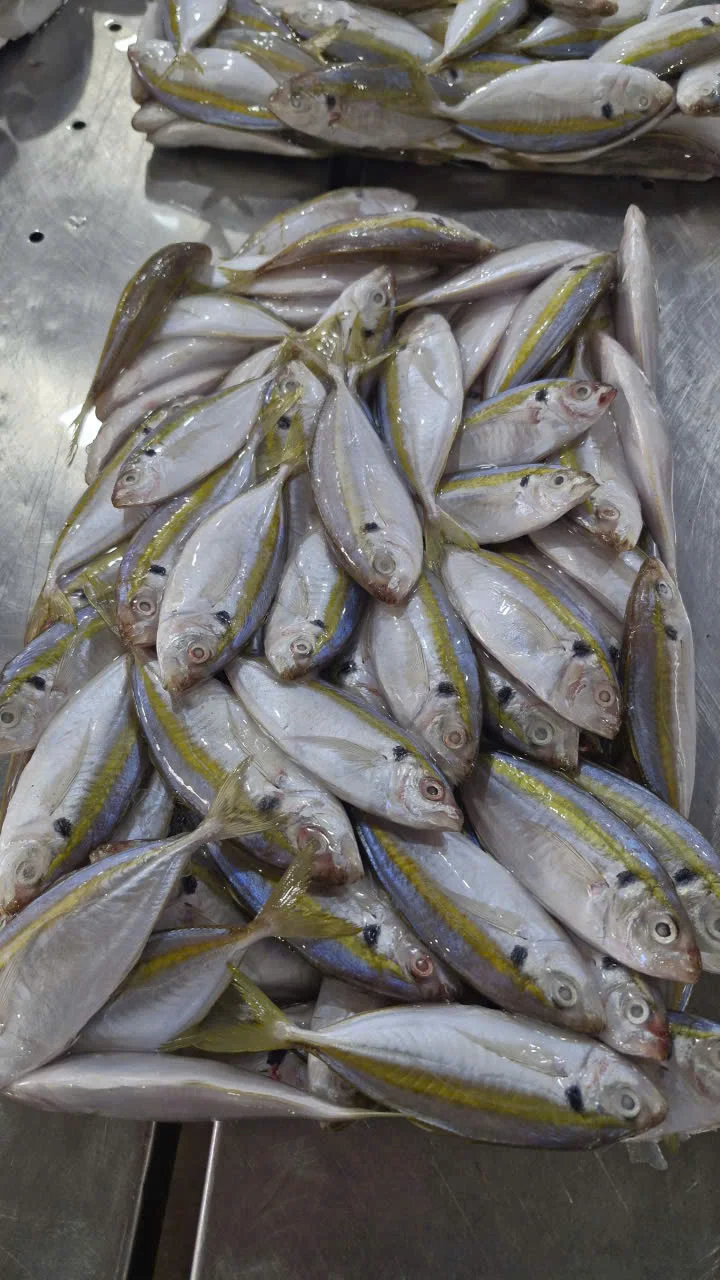 Striped Pony Fish — actual product photo