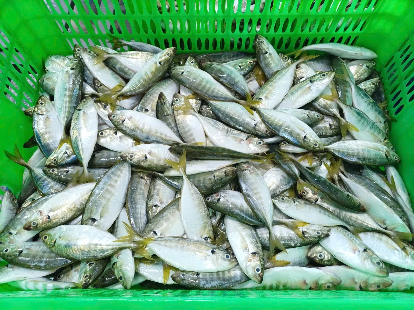 Cá ngân đuôi vàng — hình ảnh thực tế