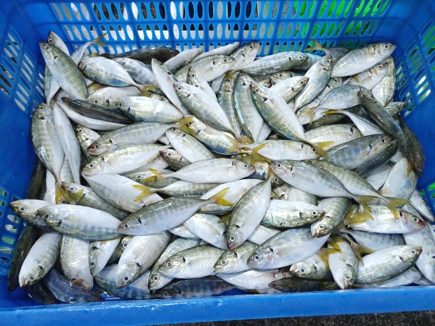Cá ngân đuôi vàng — hình ảnh thực tế