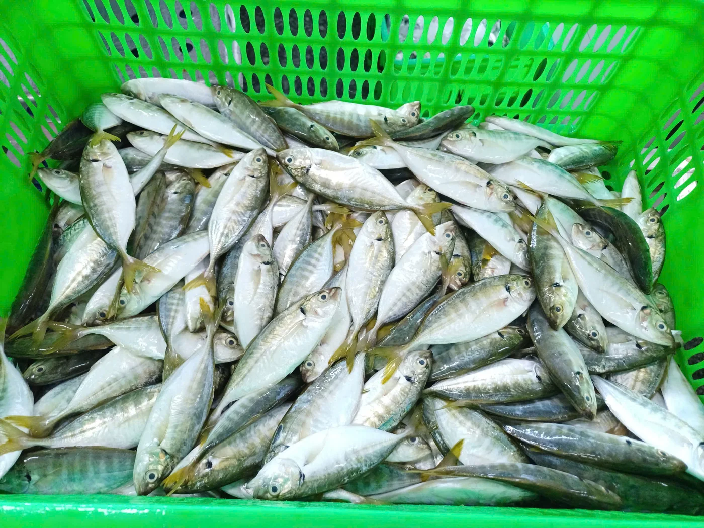 Cá ngân đuôi vàng — hình ảnh thực tế
