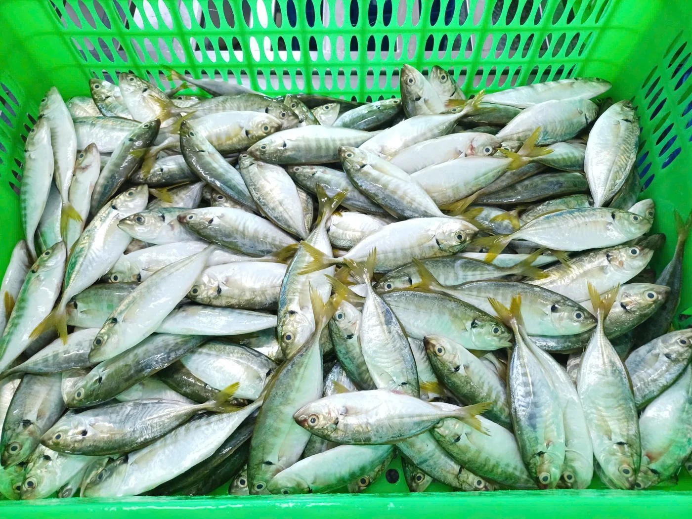 Cá ngân đuôi vàng — hình ảnh thực tế