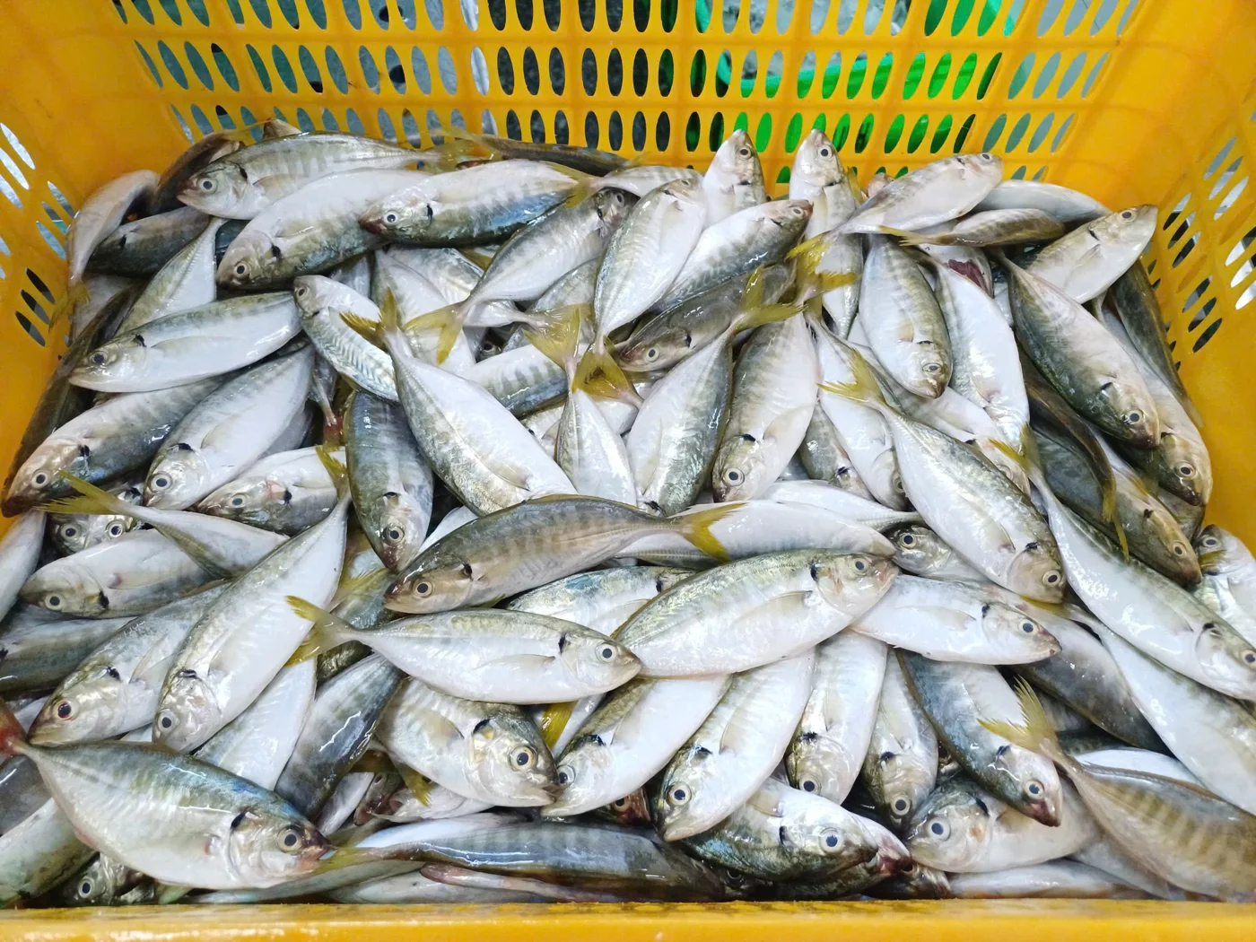 Cá ngân đuôi vàng — hình ảnh thực tế
