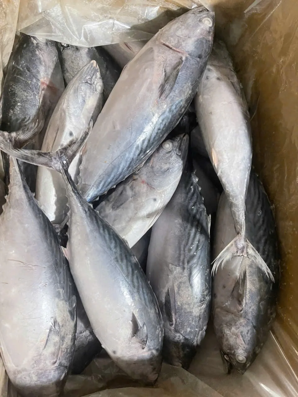 Cá ngừ hoa — hình ảnh thực tế