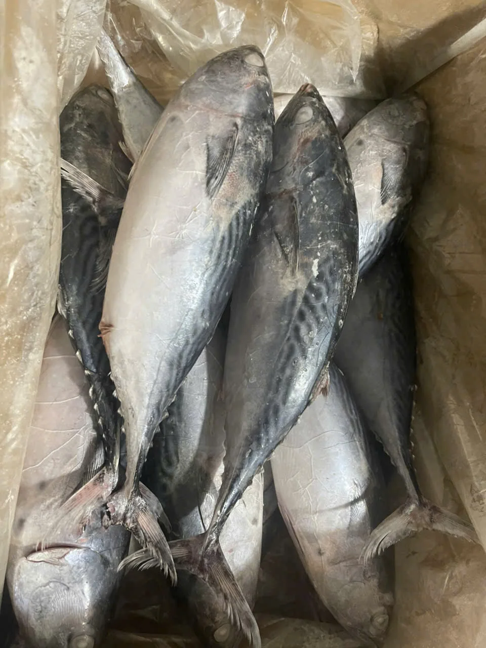 Cá ngừ hoa — hình ảnh thực tế