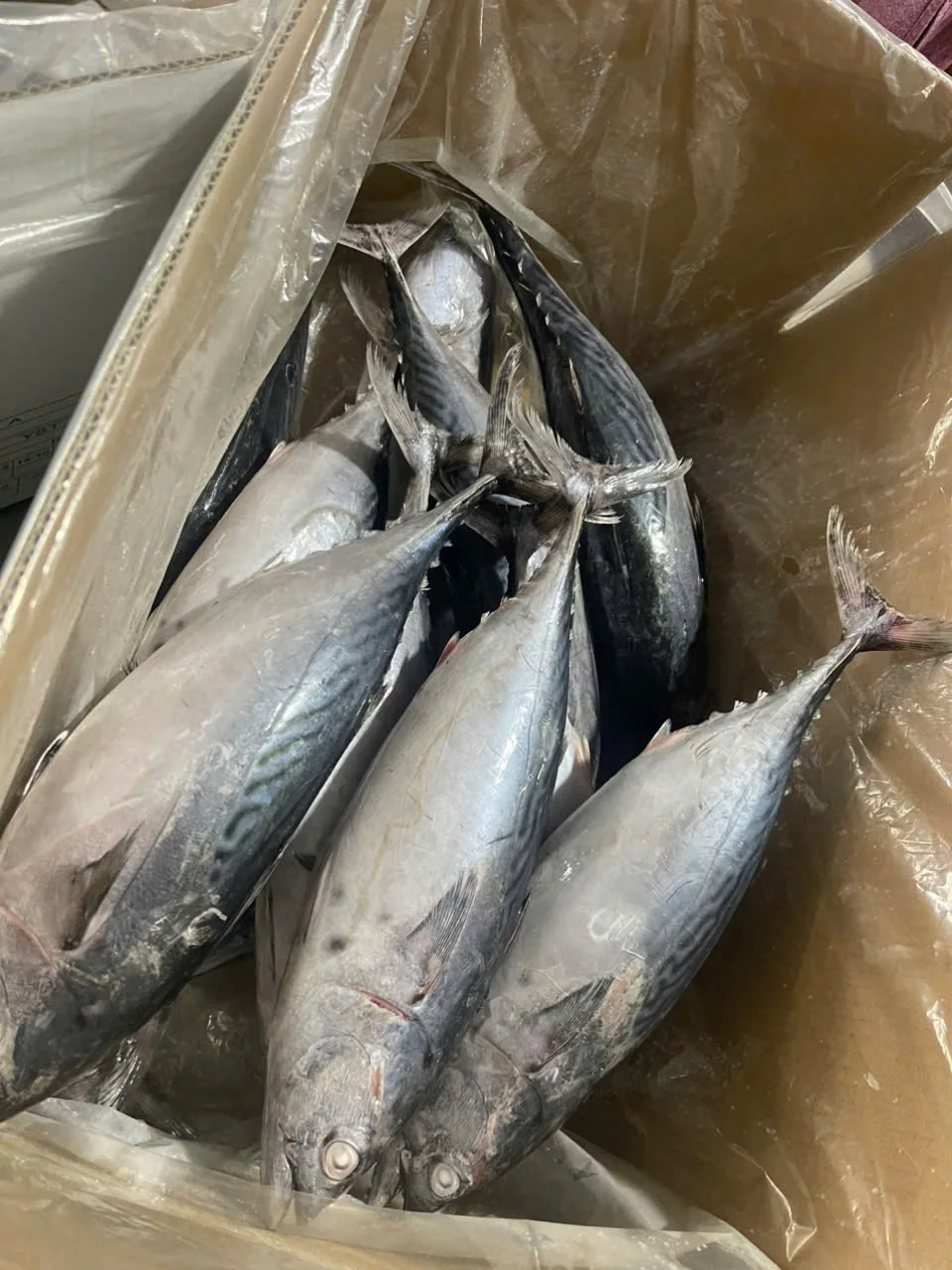 Cá ngừ hoa — hình ảnh thực tế