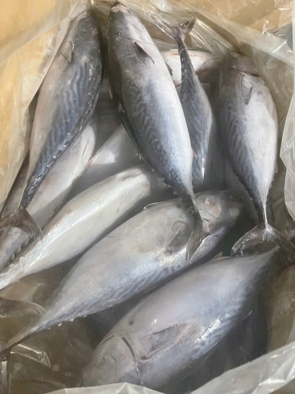 Cá ngừ hoa — hình ảnh thực tế