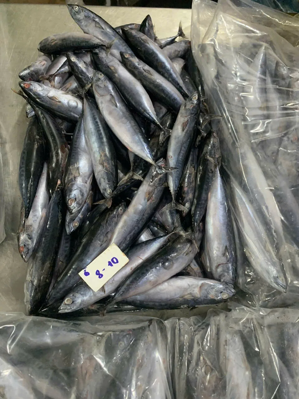 Cá ngừ ồ