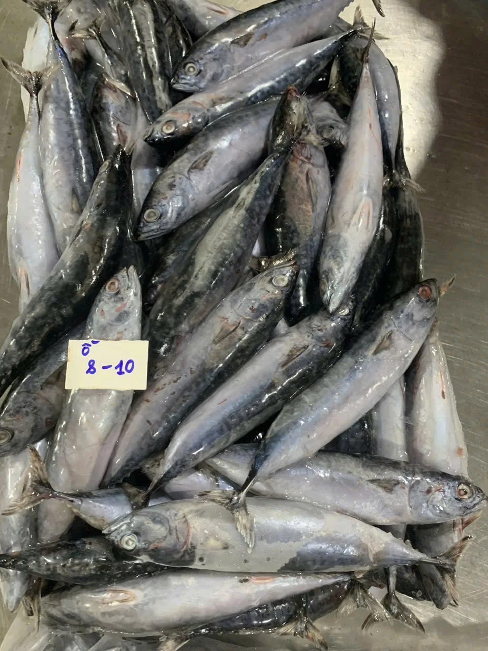 Cá ngừ ồ — hình ảnh thực tế