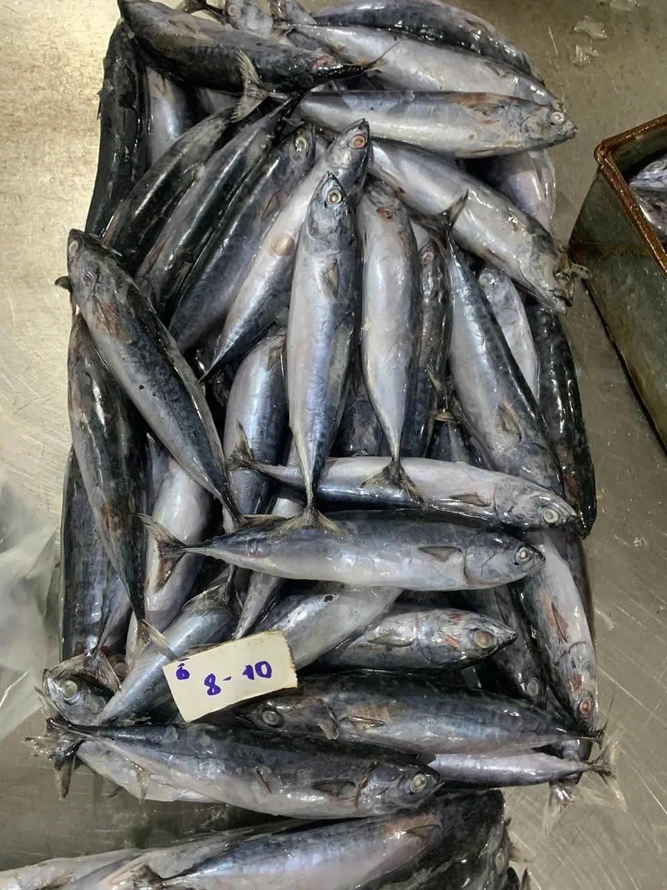 Cá ngừ ồ — hình ảnh thực tế