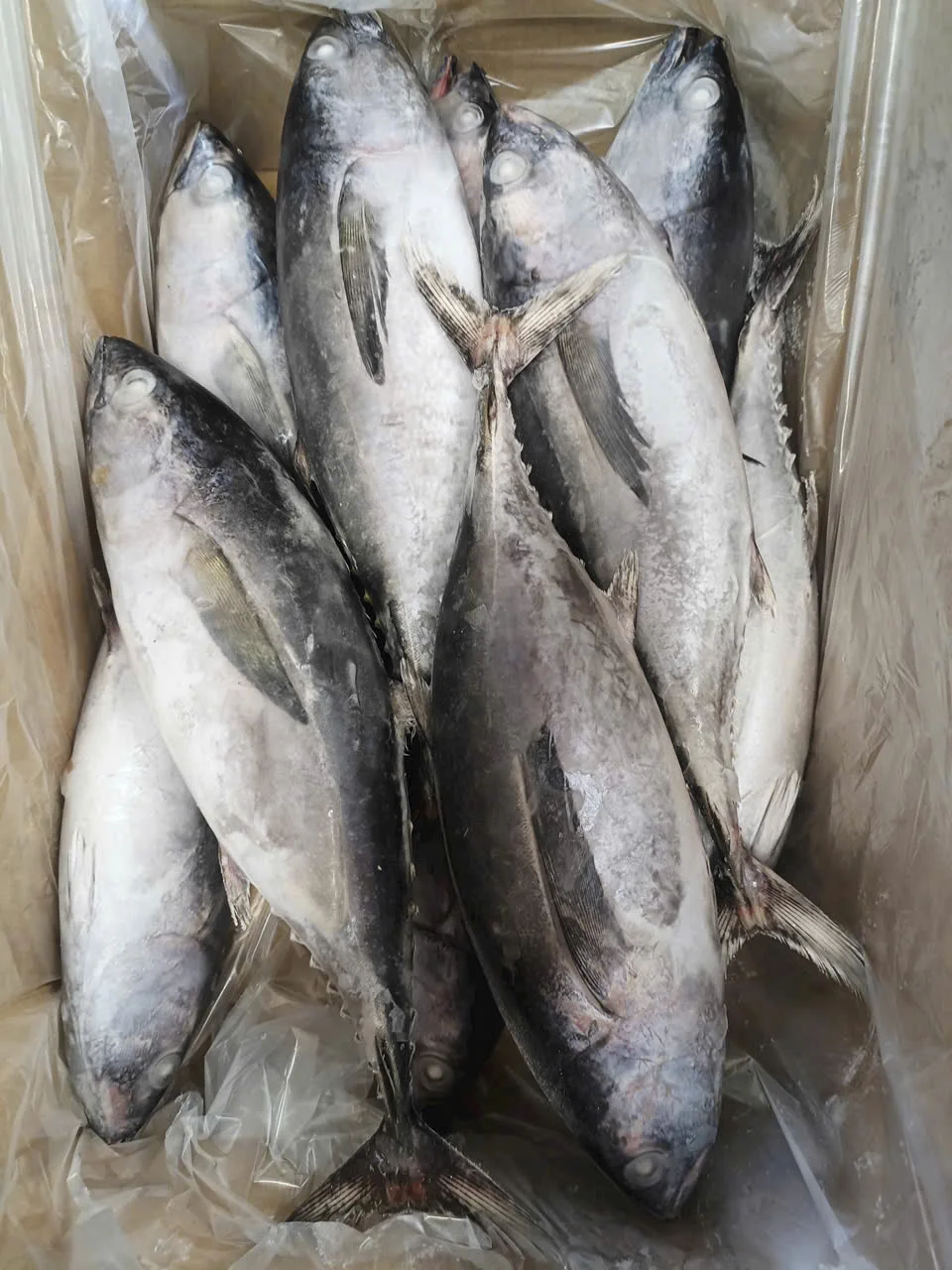 Cá ngừ vây vàng — hình ảnh thực tế