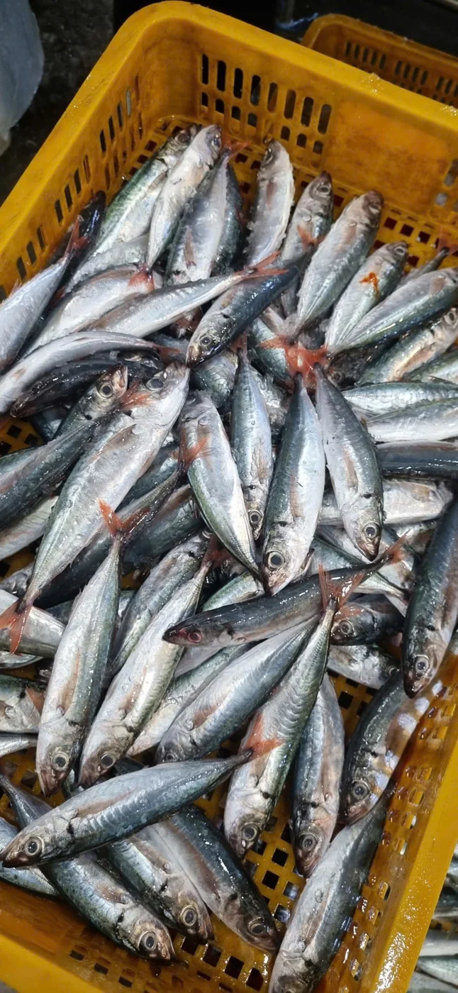 Cá nục đuôi đỏ