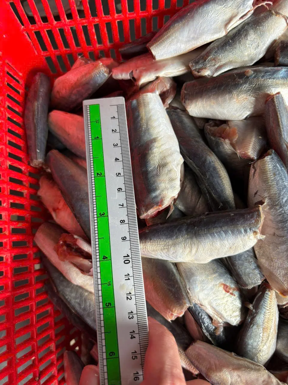 Cá nục gai cắt đầu — hình ảnh thực tế