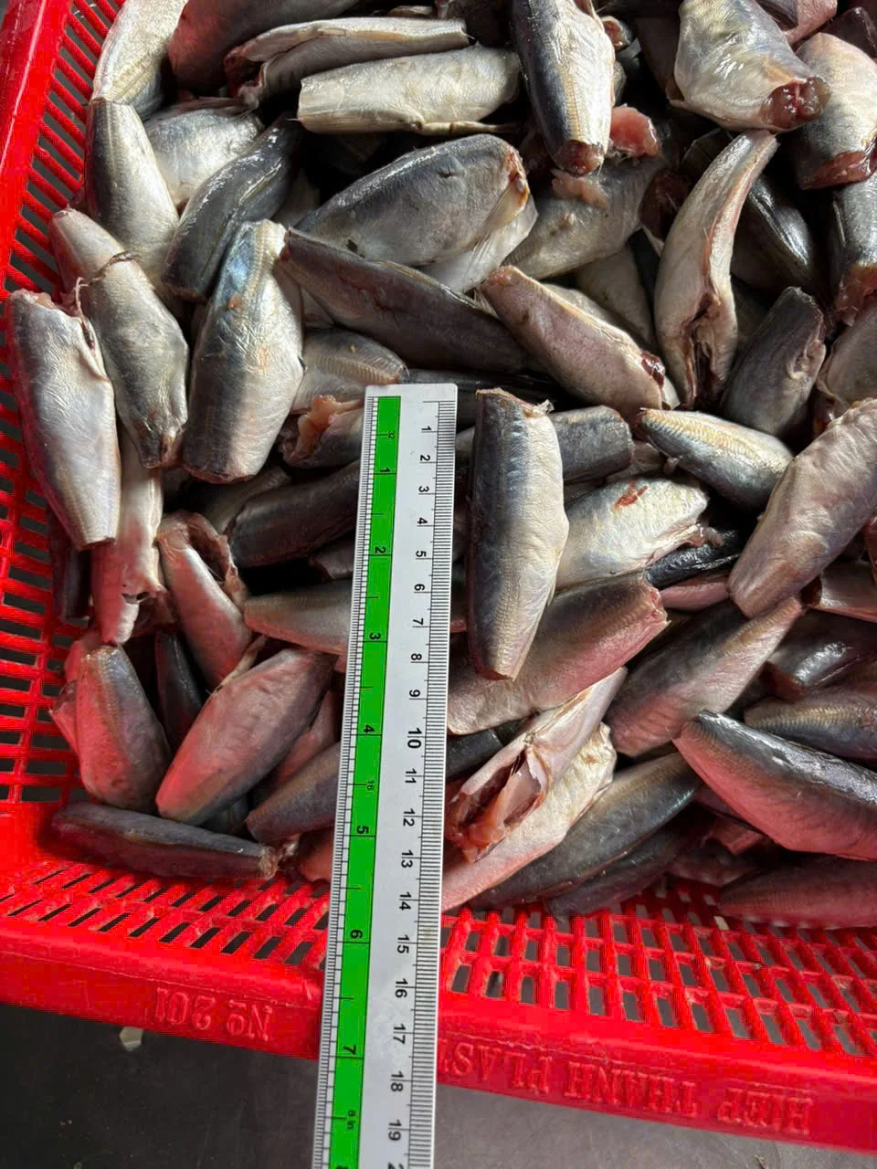 Cá nục gai cắt đầu — hình ảnh thực tế