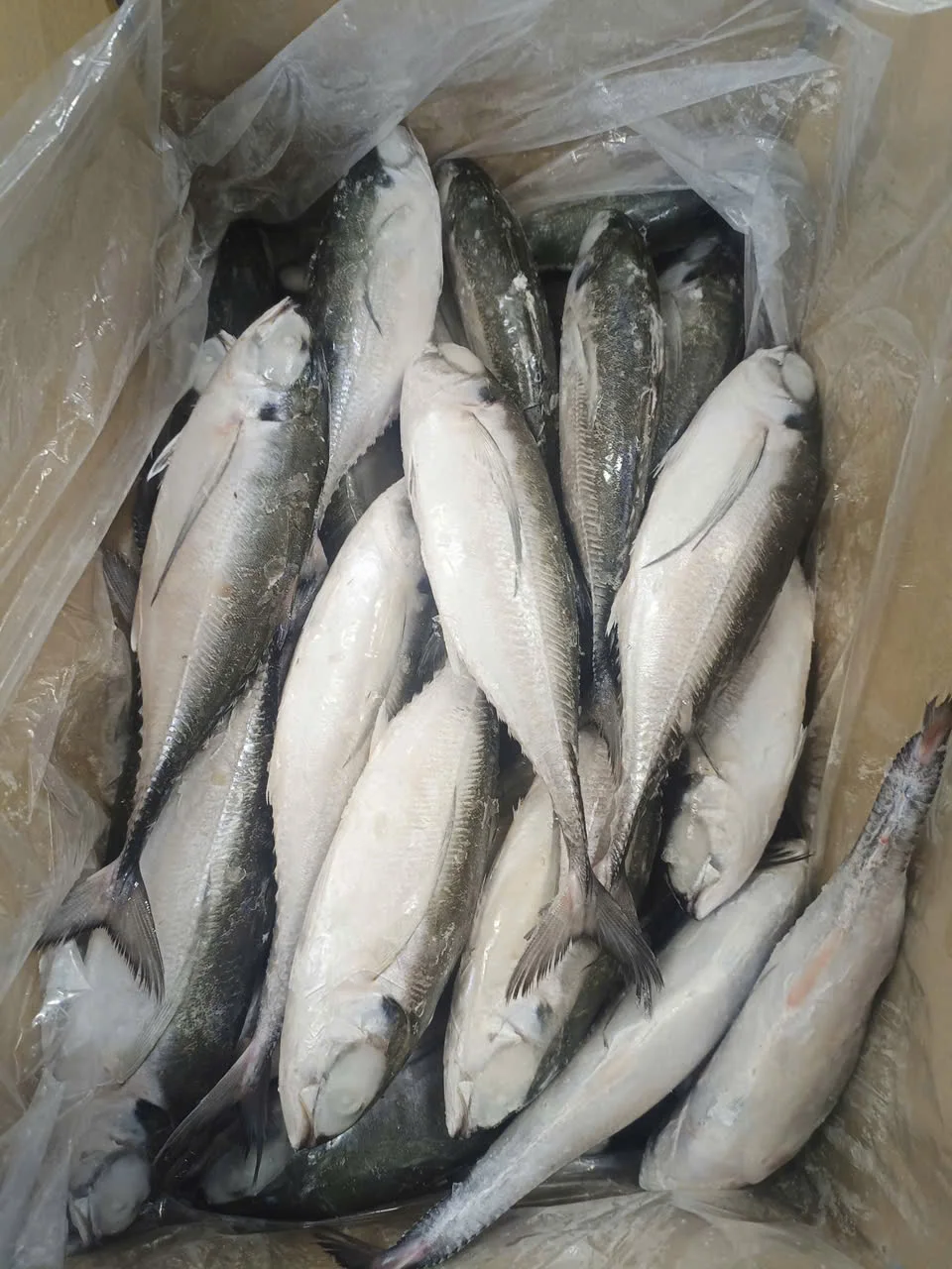 Cá sòng — hình ảnh thực tế