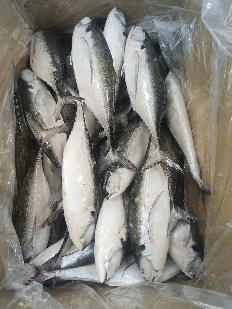 Cá sòng — hình ảnh thực tế