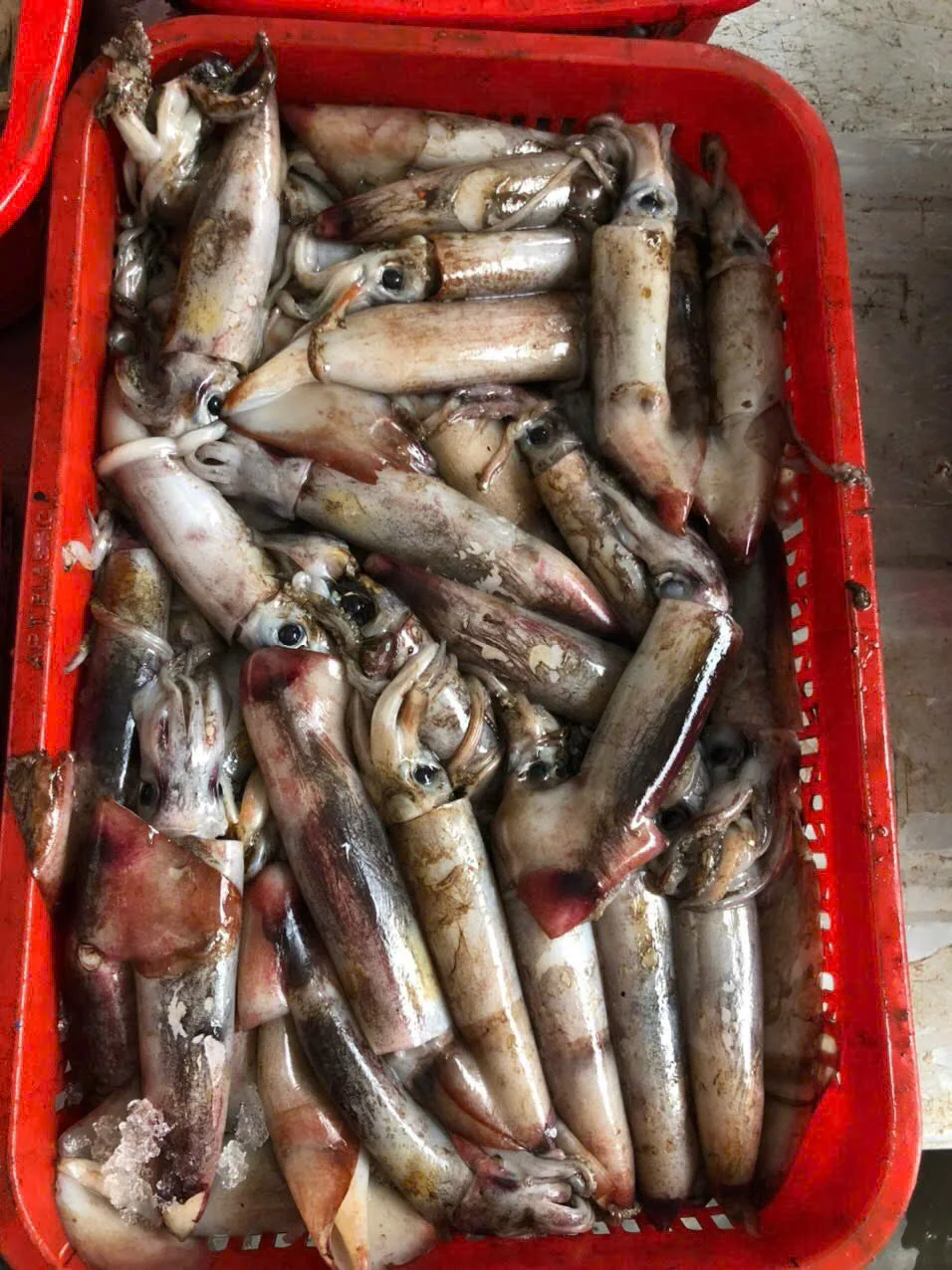 Mực xà đen thực tế
